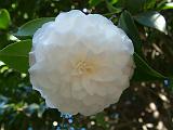 Camelia Margarite Hertrich